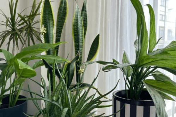 Transforme seu Apartamento em um Oásis Verde: Plantas ideais para espaços com pouca luz