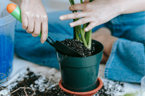 Ciclo de Nutrientes em Jardins Verticais: Como Manter o Equilíbrio Saudável de Fertilizantes